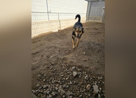 Bijou: verschmuste Junghündin freut sich auf Besuch