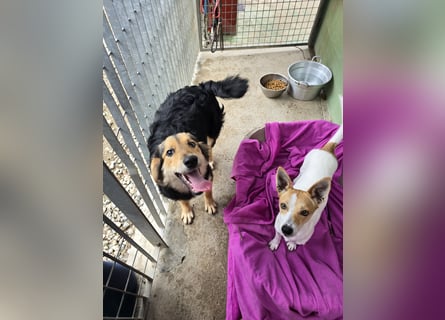 Bijou: verschmuste Junghündin freut sich auf Besuch