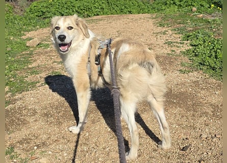 Buffy: ein Schatz für "Überall mit dabei"