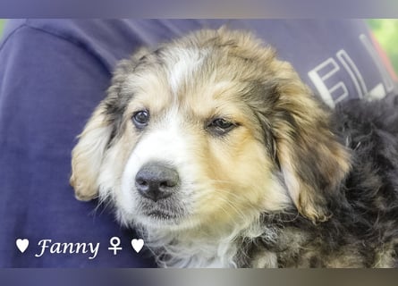 Fanny, Frida und Fine   suchen ab Ende Dezember ein Zuhause