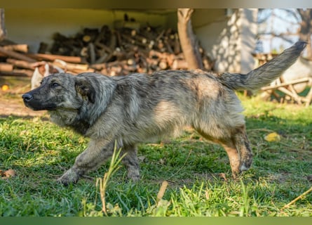 Familienhündinnen Frida und Fine   suchen ein Zuhause