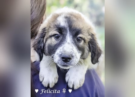 Felicita, Felix, Flori, Fanny, Frida und Fine suchen ab Ende Dezember ein Zuhause