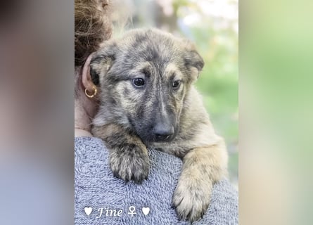 Felicita, Felix, Flori, Fanny, Frida und Fine suchen ab Ende Dezember ein Zuhause