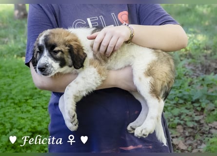 Felicita, Felix, Flori, Fanny, Frida und Fine suchen ab Ende Dezember ein Zuhause