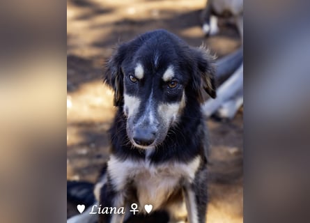 Perfekte Familienhunde Liana und Lido suchen ein Zuhause