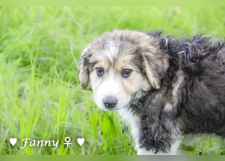 Fanny, Frida und Fine   suchen ab Ende Dezember ein Zuhause