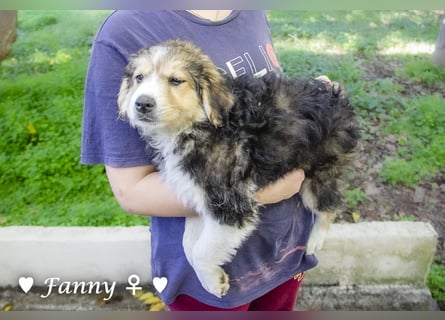 Fanny, Frida und Fine   suchen ab Ende Dezember ein Zuhause