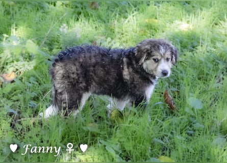 Fanny, Frida und Fine   suchen ab Ende Dezember ein Zuhause