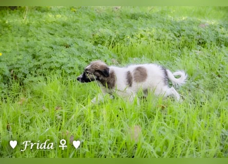 Frida und Fine   suchen ab Ende Dezember ein Zuhause