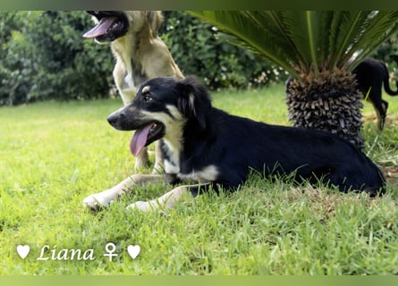Liana und Lido suchen ein Zuhause
