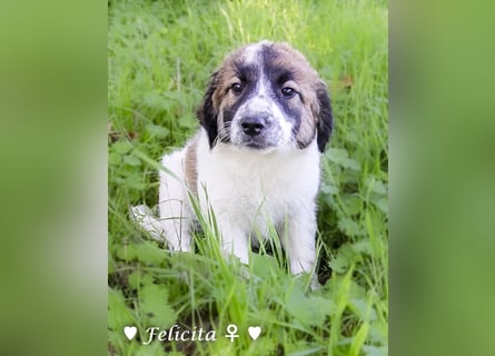 Felicita, Felix, Flori, Fanny, Frida und Fine suchen ab Ende Dezember ein Zuhause