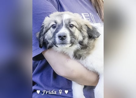 Frida und Fine   suchen ab Ende Dezember ein Zuhause