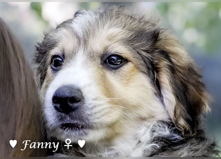 Felicita, Felix, Flori, Fanny, Frida und Fine suchen ab Ende Dezember ein Zuhause