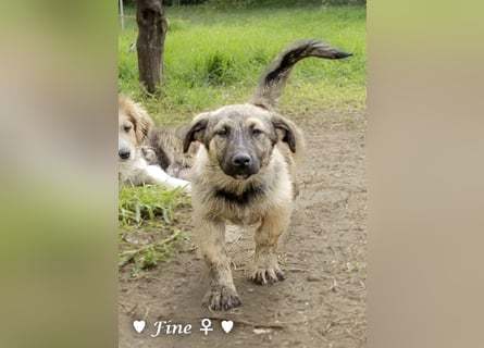 Neue Bilder: Frida und Fine   suchen ab Januar ein Zuhause