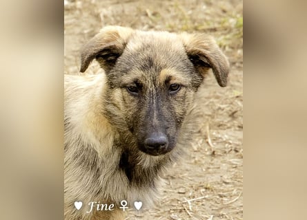 Neue Bilder: Frida und Fine   suchen ab Januar ein Zuhause