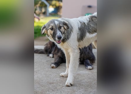 Familienhündinnen Frida und Fine   suchen ein Zuhause