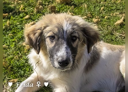 Neue Bilder: Frida und Fine   suchen ab Januar ein Zuhause