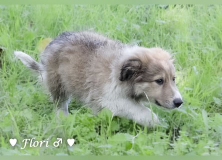 Felicita, Felix, Flori, Fanny, Frida und Fine suchen ab Ende Dezember ein Zuhause