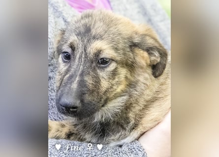 Felicita, Felix, Flori, Fanny, Frida und Fine suchen ab Ende Dezember ein Zuhause