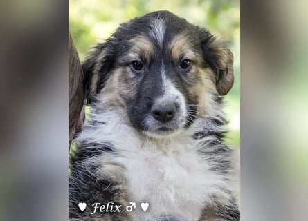 Felicita, Felix, Flori, Fanny, Frida und Fine suchen ab Ende Dezember ein Zuhause