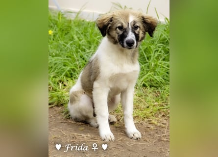 Neue Bilder: Frida und Fine   suchen ab Januar ein Zuhause