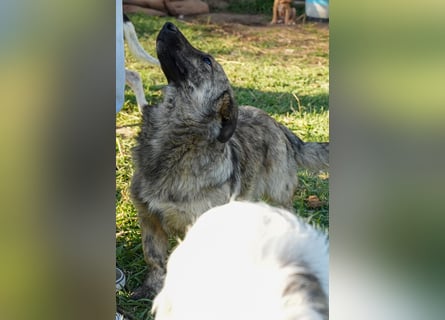 Familienhündinnen Frida und Fine   suchen ein Zuhause