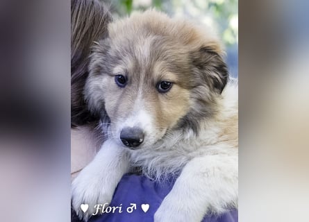 Felicita,  Fanny, Frida, Fine und Flori  suchen ab Ende Dezember ein Zuhause