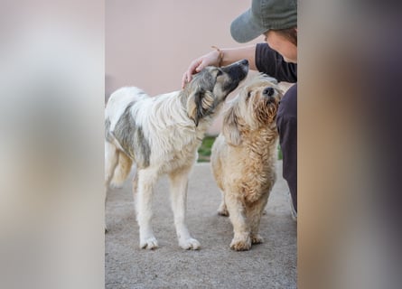 Familienhündinnen Frida und Fine   suchen ein Zuhause