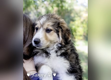 Fanny, Frida und Fine   suchen ab Ende Dezember ein Zuhause