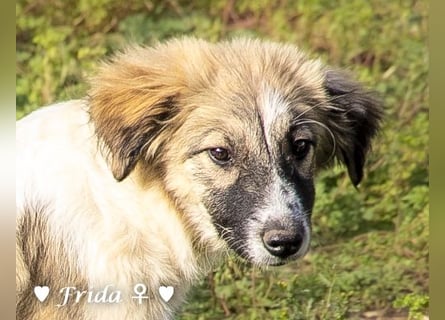 Neue Bilder: Frida und Fine   suchen ab Januar ein Zuhause