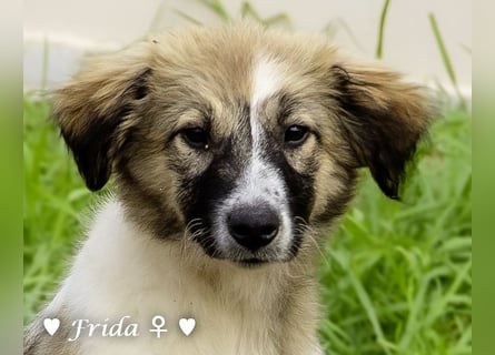 Neue Bilder: Frida und Fine   suchen ab Januar ein Zuhause