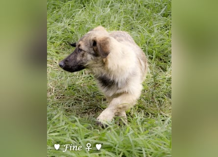 Neue Bilder: Frida und Fine   suchen ab Januar ein Zuhause