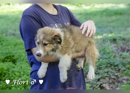 Felicita, Felix, Flori, Fanny, Frida und Fine suchen ab Ende Dezember ein Zuhause