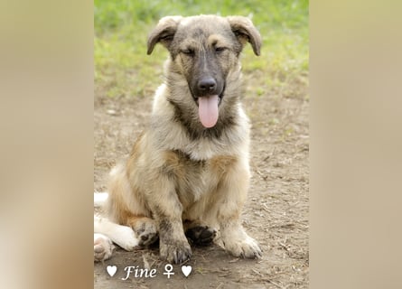 Neue Bilder: Frida und Fine   suchen ab Januar ein Zuhause