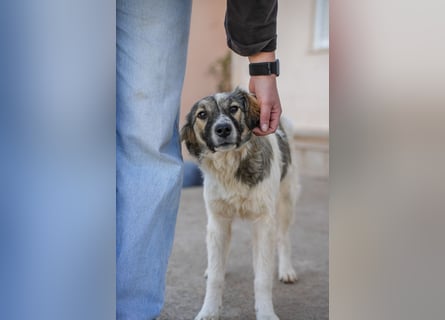 Familienhündinnen Frida und Fine   suchen ein Zuhause