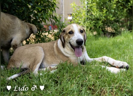 Lico und Lido suchen ein Zuhause