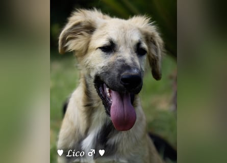 Lico und Lido suchen ein Zuhause
