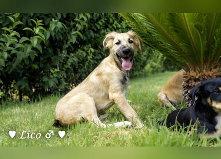 Lico und Lido suchen ein Zuhause