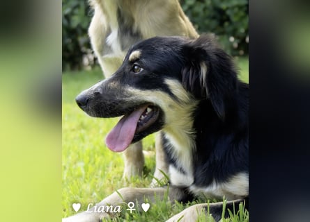 Liana, Lico und Lido suchen ein Zuhause