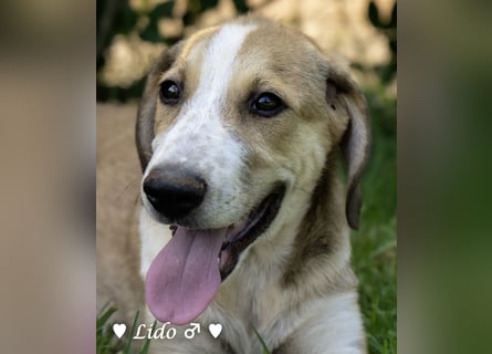 Lico und Lido suchen ein Zuhause