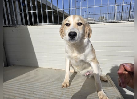 Buffy: ein Schatz für "Überall mit dabei"