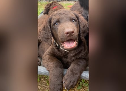 Curly Coated Retriever – braune Rüden (8 Wochen) aus dem Zwinger Cornrow