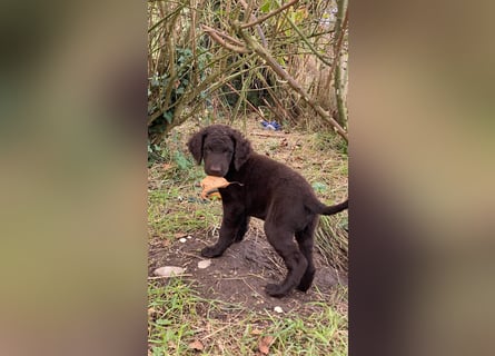 Curly Coated Retriever – braune Rüden (8 Wochen) aus dem Zwinger Cornrow
