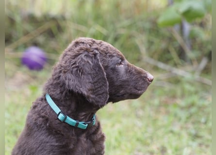 Curly Coated Retriever – braune Rüden (8 Wochen) aus dem Zwinger Cornrow
