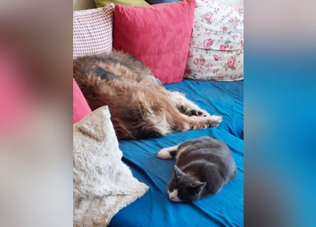 Briard Mischling abzugeben