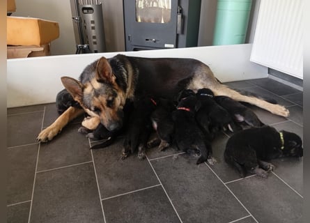 Osteuropäische Schäferhund Welpen