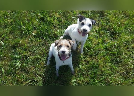 Wunderschöne Parson Jack-Russell Terrier Welpen, aus liebevoll. Hausaufzucht