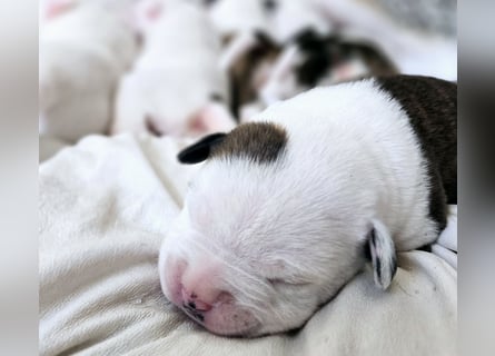 American Bulldog Welpen aus Hybrid/Standard Verpaarung ab Mitte Juni abzugeben, www.cocodin-bulls.de