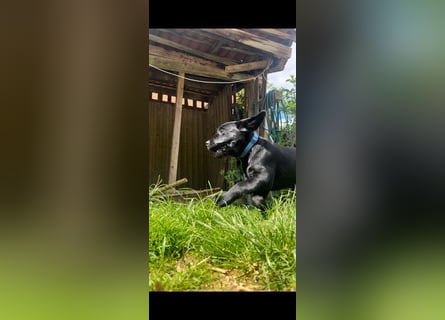 2 Labrador Retriever Weibchen Welpen mit Ahnenpass, Eltern HD, ED, PL, OCD, Augen und Genetisch frei