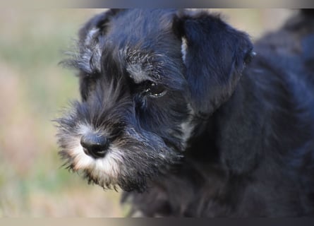 Zwergschnauzer Welpe schwarz silber  darf sofort ins neue Zuhause